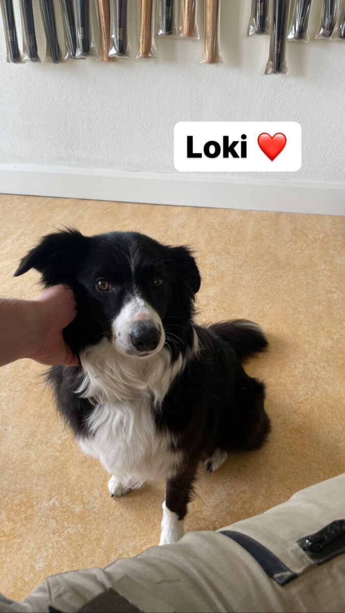 Loki holt sich Ihre Streicheleinheiten ab.